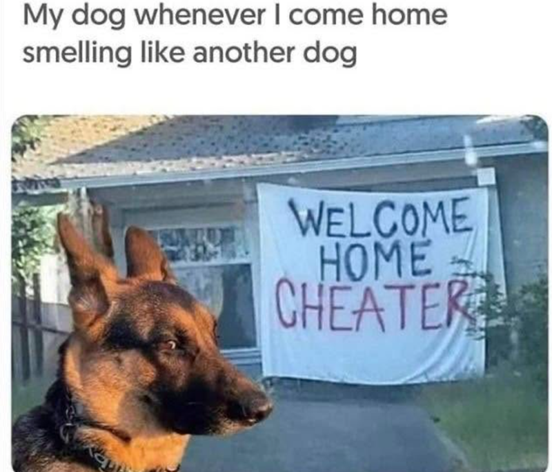 My dog whenever I come home smelling like another dog WELCOME HOME CHEATER