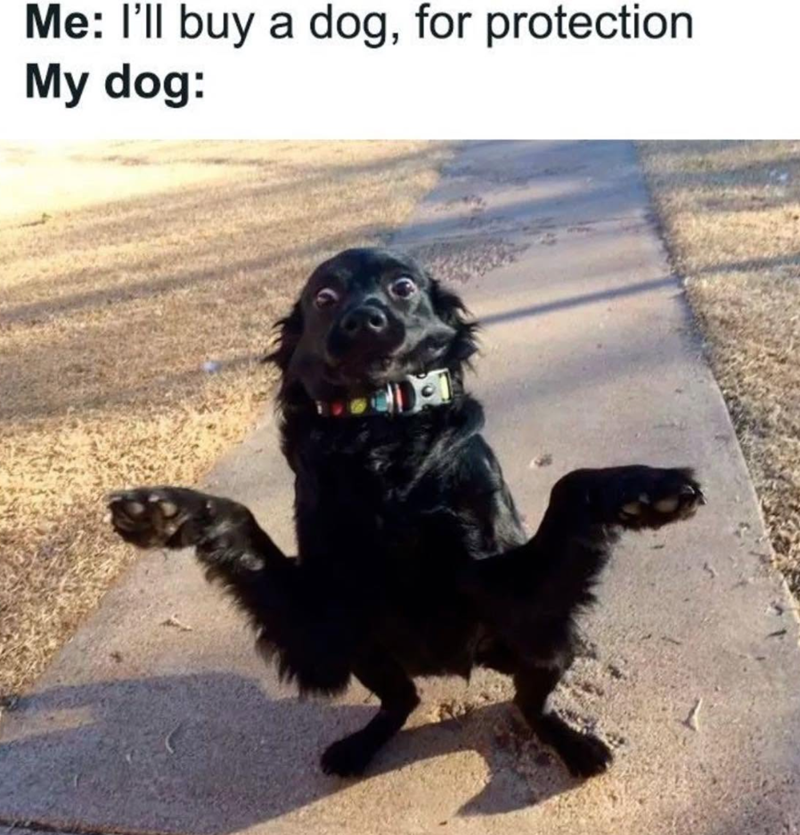 Me: I'll buy a dog, for protection My dog:
