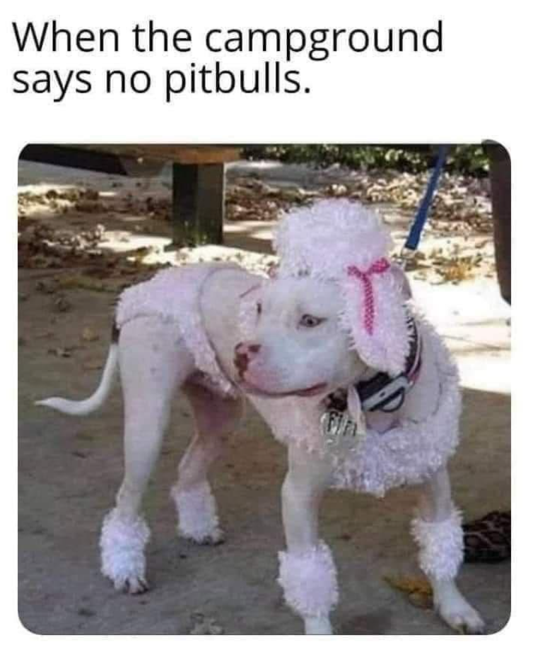 When the campground says no pitbulls.
