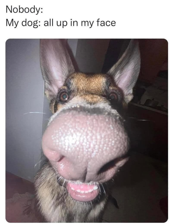 Nobody: My dog: all up in my face