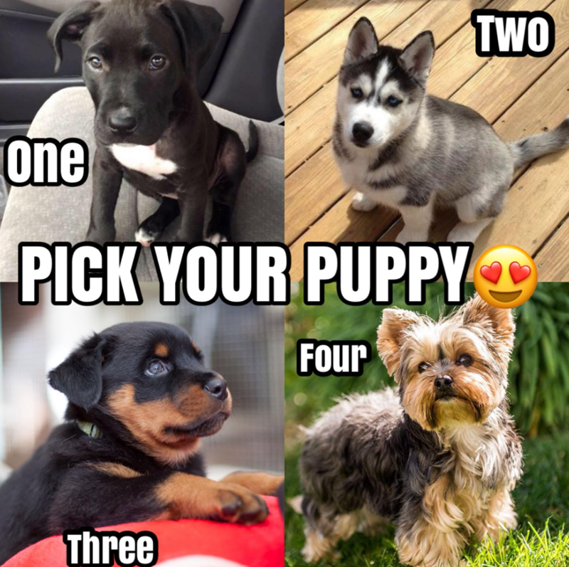 one PICK YOUR PUPPY Four Three TWO