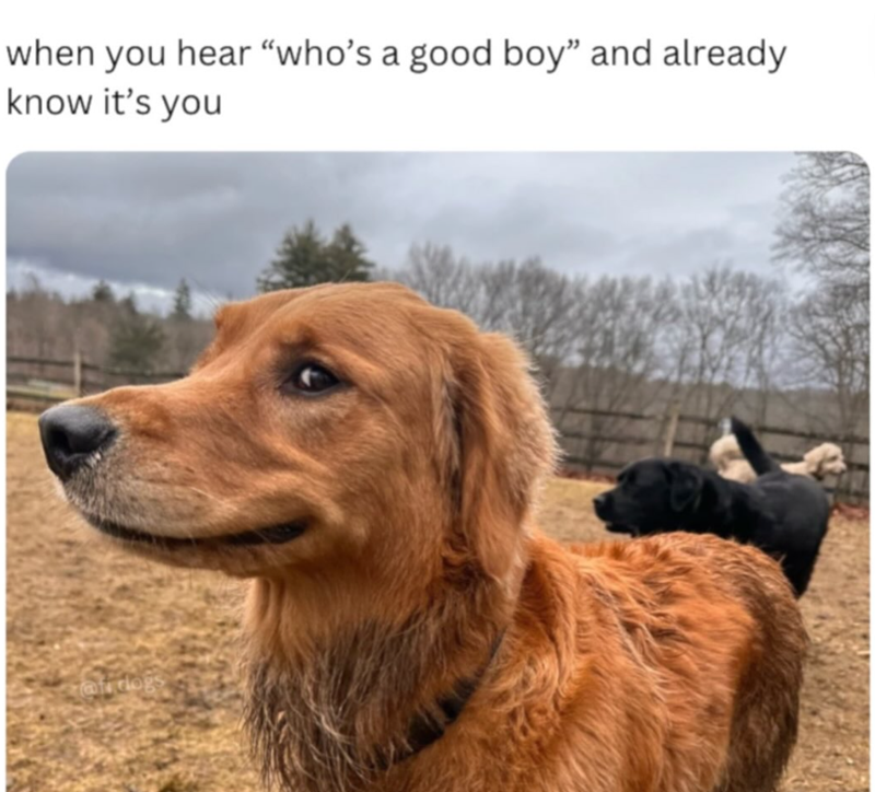 when you hear "who's a good boy" and already know it's you