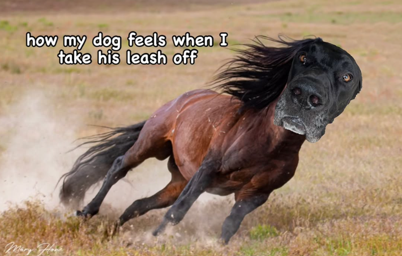 how my dog feels when I take his leash off Mary Alone