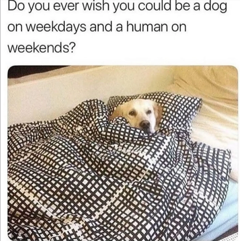 Do you ever wish you could be a dog on weekdays and a human on weekends?