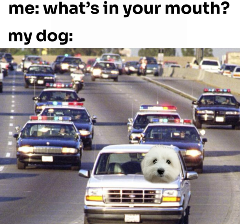 me: what's in your mouth? my dog: