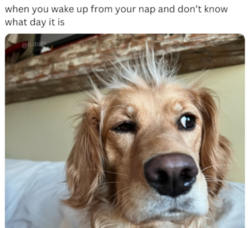 when you wake up from your nap and don't know what day it is @fi.dogs