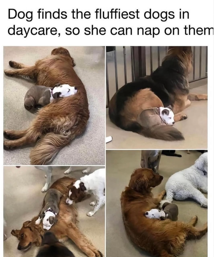 Dog finds the fluffiest dogs in daycare, so she can nap on them