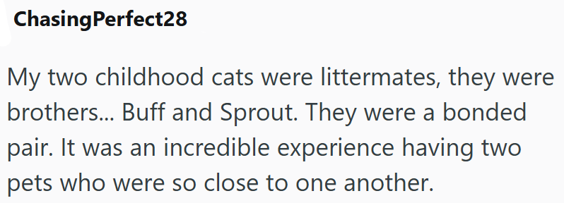 Chasing Perfect28 My two childhood cats were littermates, they were brothers... Buff and Sprout. They were a bonded pair. It was an incredible experience having two pets who were so close to one another.