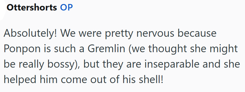 Ottershorts OP Absolutely! We were pretty nervous because Ponpon is such a Gremlin (we thought she might be really bossy), but they are inseparable and she helped him come out of his shell!
