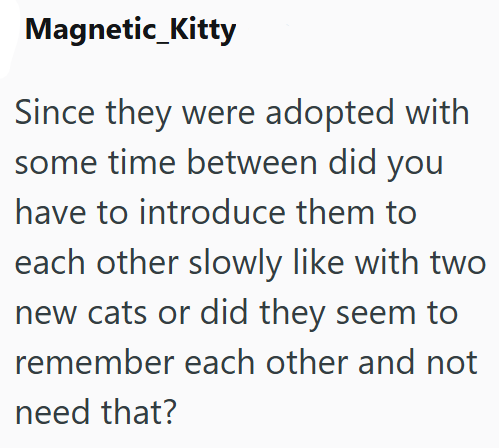 Magnetic_Kitty Since they were adopted with some time between did you have to introduce them to each other slowly like with two new cats or did they seem to remember each other and not need that?