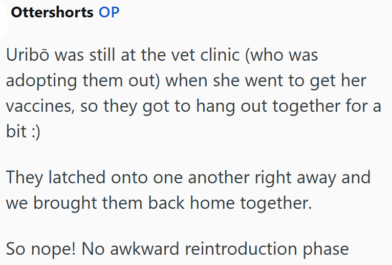 Ottershorts OP Uribō was still at the vet clinic (who was adopting them out) when she went to get her vaccines, so they got to hang out together for a bit :) They latched onto one another right away and we brought them back home together. So nope! No awkward reintroduction phase