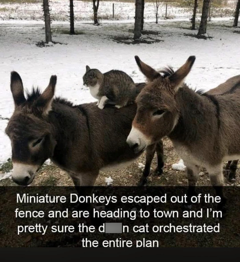 Miniature Donkeys escaped out of the fence and are heading to town and I'm pretty sure the d n cat orchestrated the entire plan