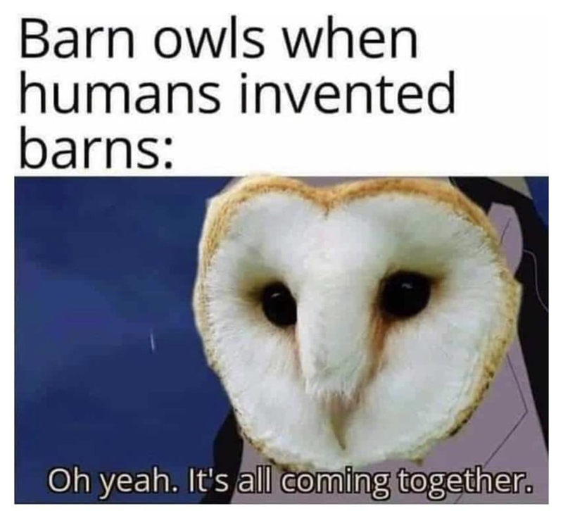 Barn owls when humans invented barns: Oh yeah. It's all coming together.