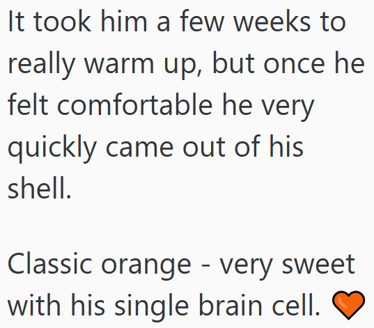 It took him a few weeks to really warm up, but once he felt comfortable he very quickly came out of his shell. Classic orange - very sweet with his single brain cell.
