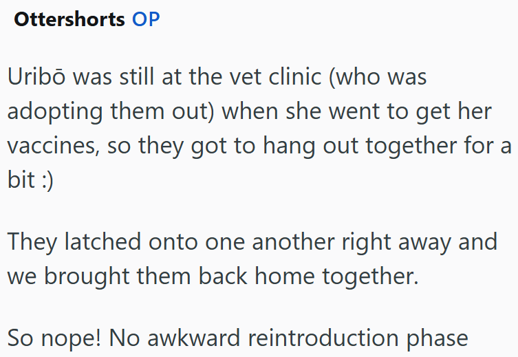 Ottershorts OP Uribō was still at the vet clinic (who was adopting them out) when she went to get her vaccines, so they got to hang out together for a bit :) They latched onto one another right away and we brought them back home together. So nope! No awkward reintroduction phase