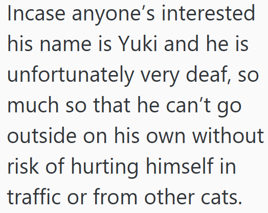 Incase anyone's interested his name is Yuki and he is unfortunately very deaf, so much so that he can't go outside on his own without risk of hurting himself in traffic or from other cats.