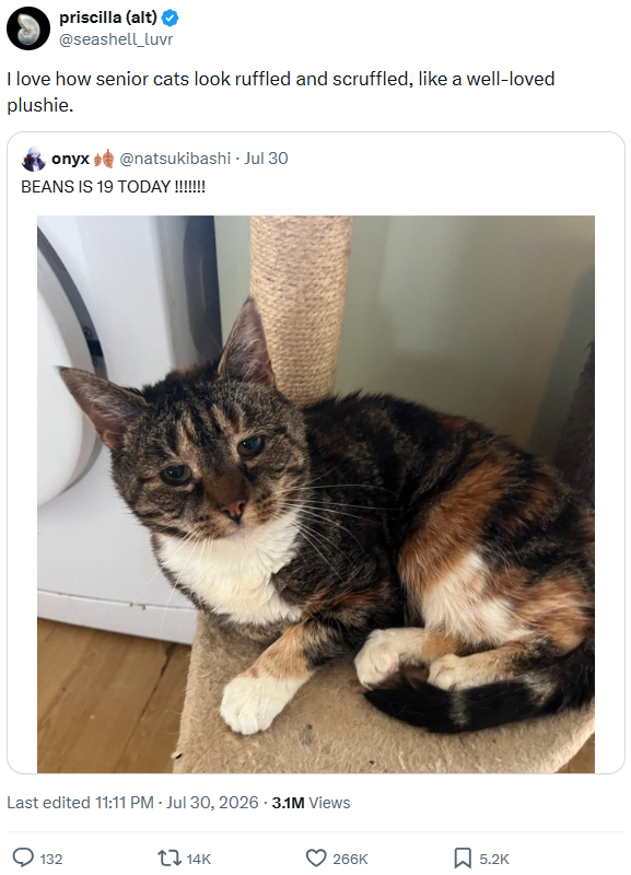 priscilla (alt) @seashell_luvr I love how senior cats look ruffled and scruffled, like a well-loved plushie. onyx @natsukibashi - Jul 30 BEANS IS 19 TODAY!!!!!!!!! Last edited 11:11 PM - Jul 30, 2026 3.1M Views 132 14K 266K 5.2K