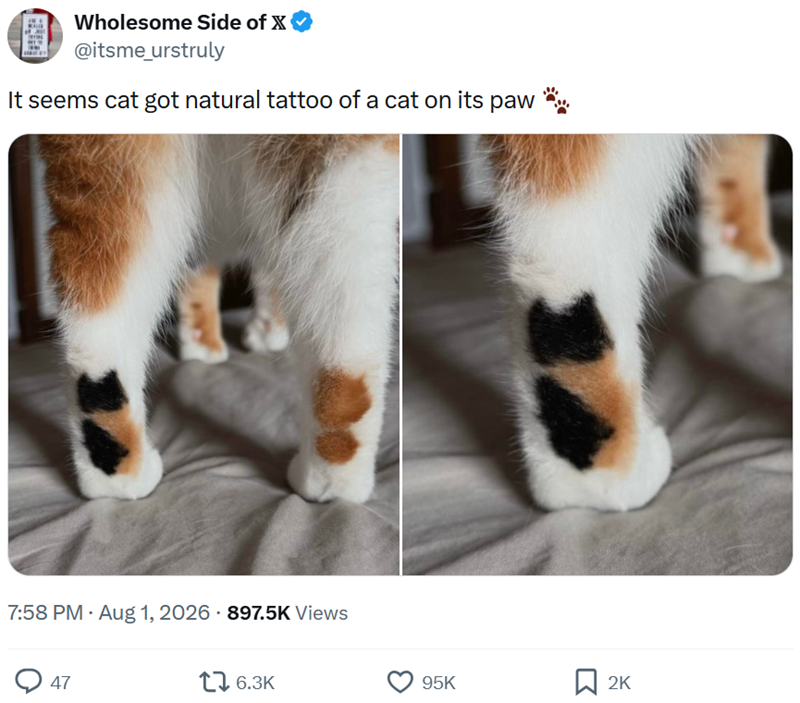 Wholesome Side of X @itsme_urstruly It seems cat got natural tattoo of a cat on its paw 7:58 PM - Aug 1, 2026 897.5K Views 47 16.3K 95K ☐ 2K