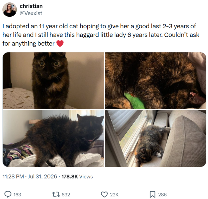 christian @Vexxist I adopted an 11 year old cat hoping to give her a good last 2-3 years of her life and I still have this haggard little lady 6 years later. Couldn't ask for anything better 11:28 PM - Jul 31, 2026 · 178.8K Views 163 17632 22K 286