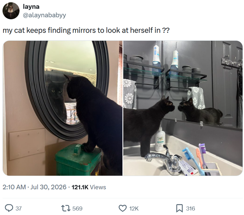 layna @alaynababyy my cat keeps finding mirrors to look at herself in ?? • 2:10 AM Jul 30, 2026 121.1K Views 37 569 12K 316
