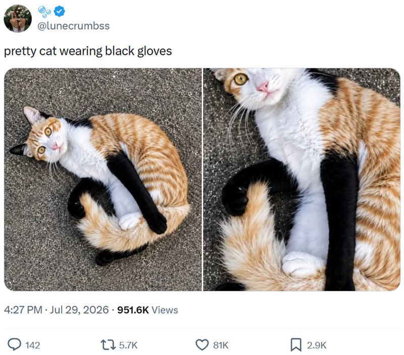 @lunecrumbss pretty cat wearing black gloves 4:27 PM ⚫ Jul 29, 2026 951.6K Views 142 5.7K 81K 2.9K