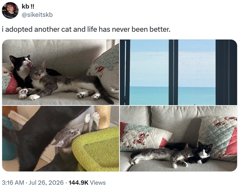kb !! @sikeitskb i adopted another cat and life has never been better. 3:16 AM Jul 26, 2026 144.9K Views