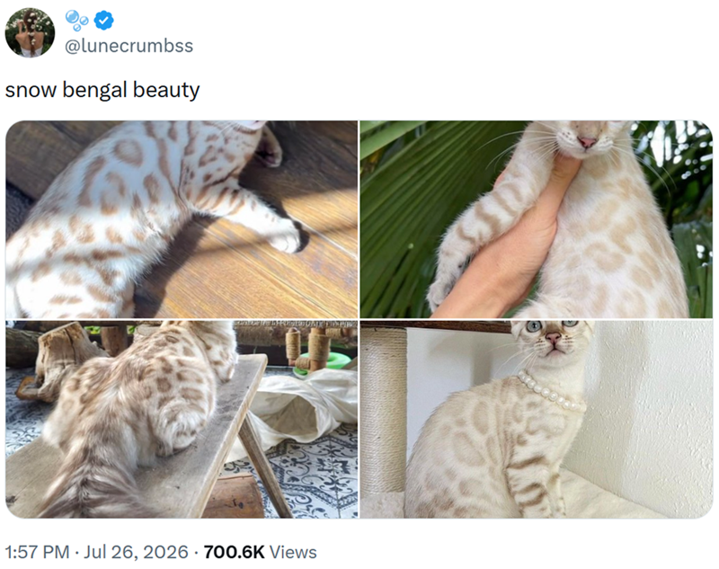 @lunecrumbss snow bengal beauty 1:57 PM ⚫ Jul 26, 2026 700.6K Views 310