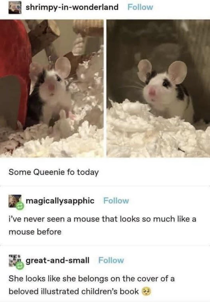 shrimpy-in-wonderland Follow Some Queenie fo today magicallysapphic Follow i've never seen a mouse that looks so much like a mouse before great-and-small Follow She looks like she belongs on the cover of a beloved illustrated children's book