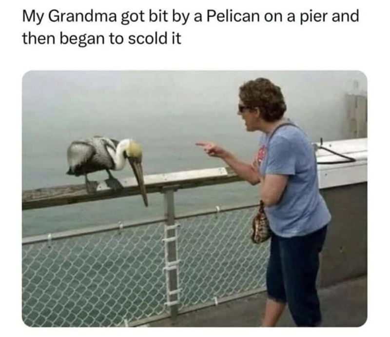 My Grandma got bit by a Pelican on a pier and then began to scold it