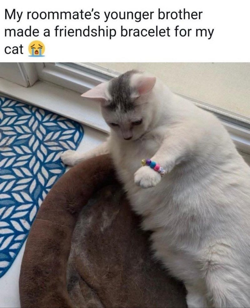 My roommate's younger brother made a friendship bracelet for my cat