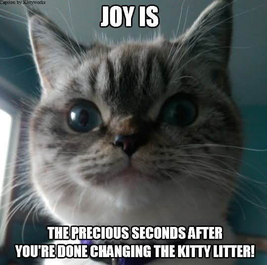 Caption by Kittyworks JOY IS THE PRECIOUS SECONDS AFTER YOU'RE DONE CHANGING THE KITTY LITTER!