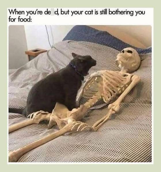 When you're de id, but your cat is still bothering you for food: