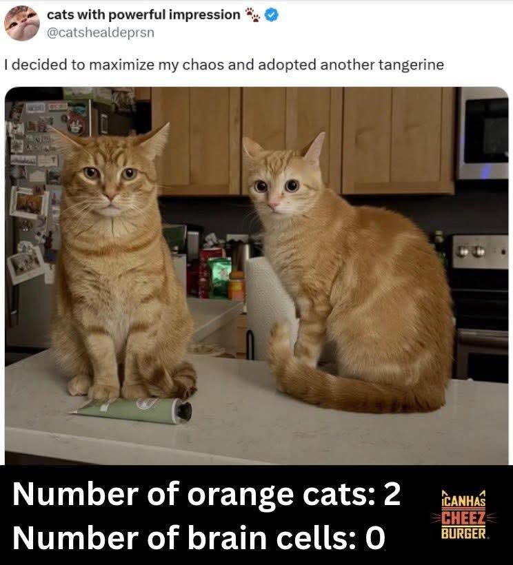 cats with powerful impression @catshealdeprsn I decided to maximize my chaos and adopted another tangerine Number of orange cats: 2 Number of brain cells: 0 CANHAS CHEEZ BURGER