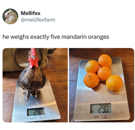 Mellifex @mellifexfarm he weighs exactly five mandarin oranges 290 MODE 290