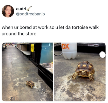 audri @oddtreebanjo when ur bored at work so u let da tortoise walk around the store DX