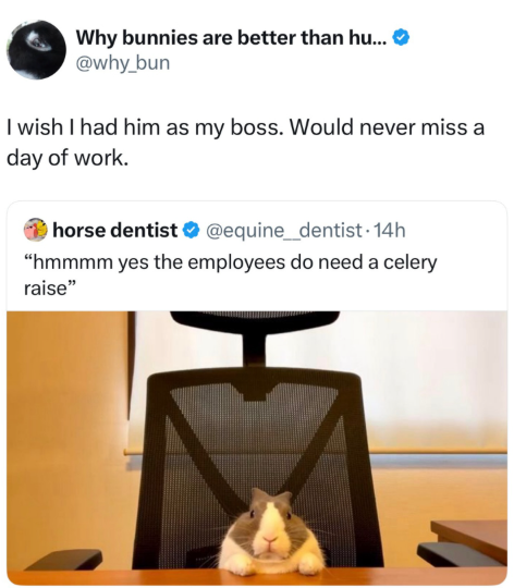 Why bunnies are better than hu... ❤ @why_bun I wish I had him as my boss. Would never miss a day of work. horse dentist @equine_dentist. 14h "hmmmm yes the employees do need a celery raise"