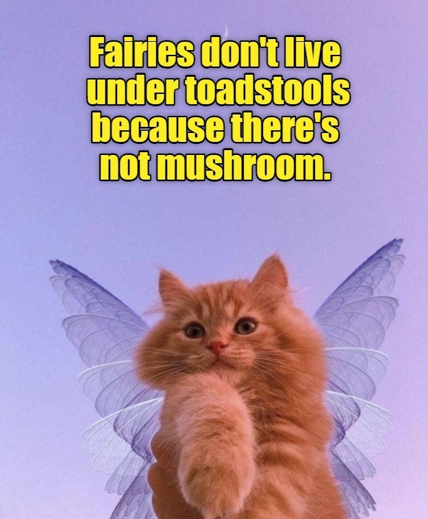 Cheezburger Image 10652701952