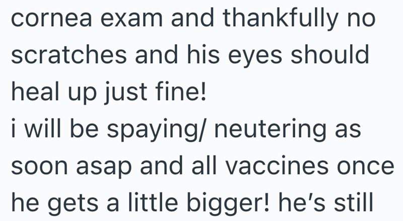 cornea exam and thankfully no scratches and his eyes should heal up just fine! i will be spaying/neutering as soon asap and all vaccines once he gets a little bigger! he's still