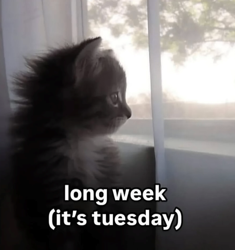 long week (it's tuesday)