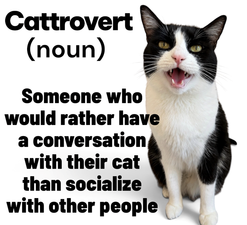 Cattrovert (noun) Someone who would rather have a conversation with their cat than socialize with other people
