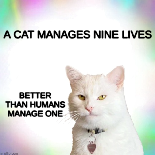 A CAT MANAGES NINE LIVES BETTER THAN HUMANS MANAGE ONE imgflip.com