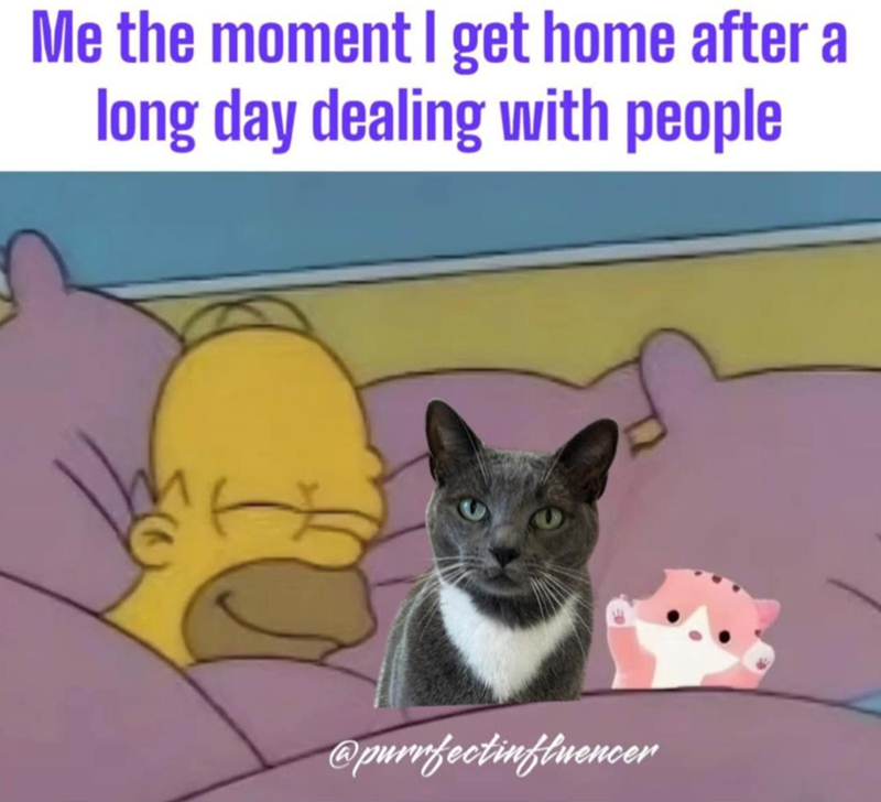 Me the moment I get home after a long day dealing with people @purrfectinfluencer