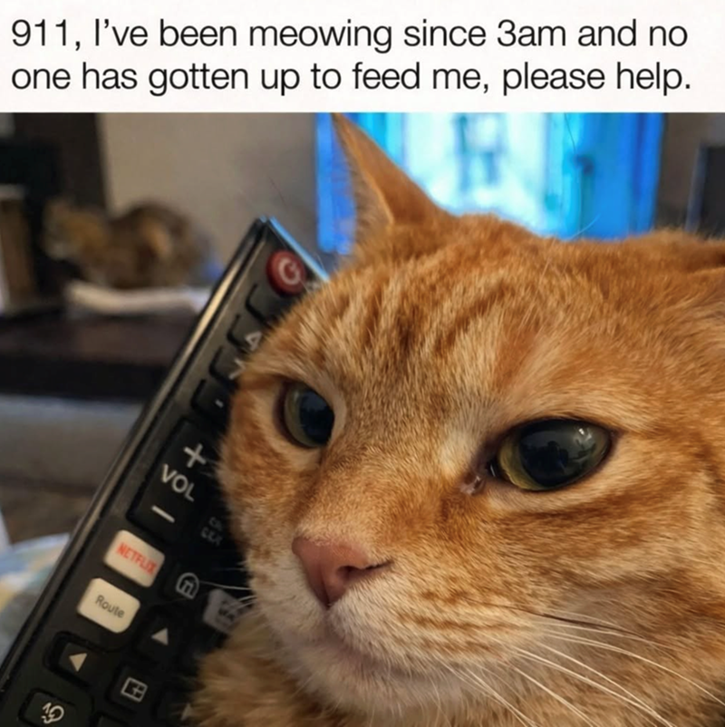 911, I've been meowing since 3am and no one has gotten up to feed me, please help. 16 + VOL - Ch GLX NETFLIX ก Route S