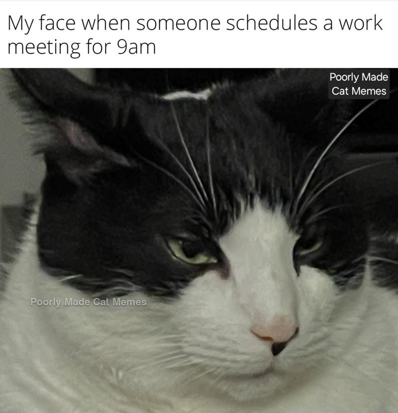 My face when someone schedules a work meeting for 9am Poorly Made Cat Memes Poorly Made Cat Memes