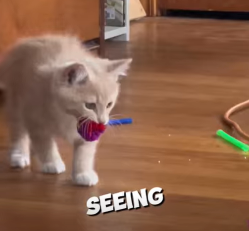 SEEING