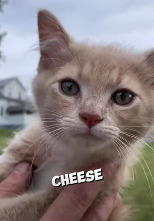 CHEESE