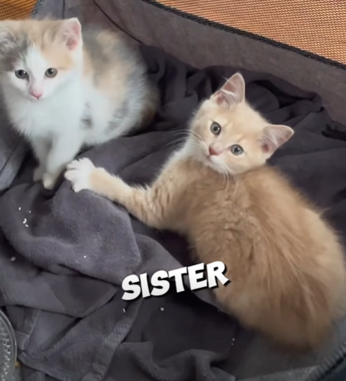 SISTER