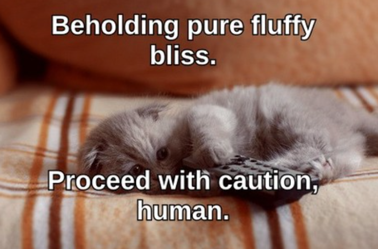 Beholding pure fluffy bliss. Proceed with caution, human.