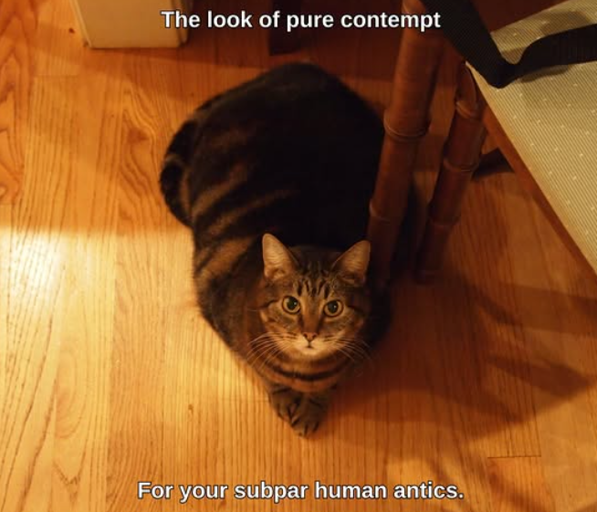 The look of pure contempt For your subpar human antics.