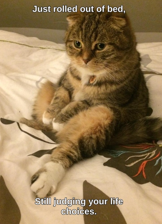 Just rolled out of bed, Still judging your life choices.